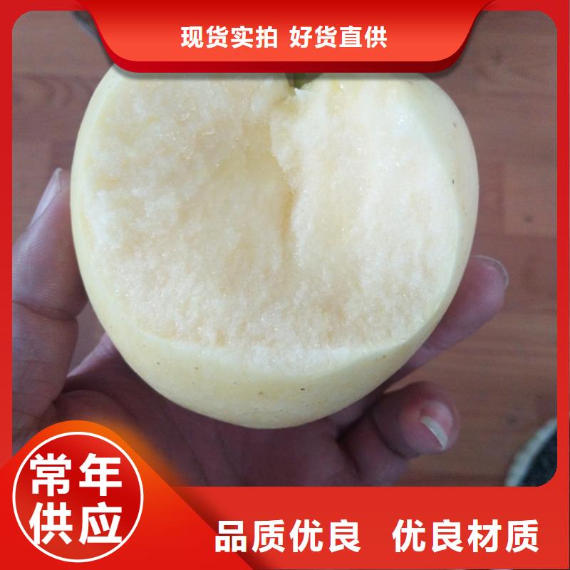 【苹果】玛瑙红石榴苗敢与同行比价格