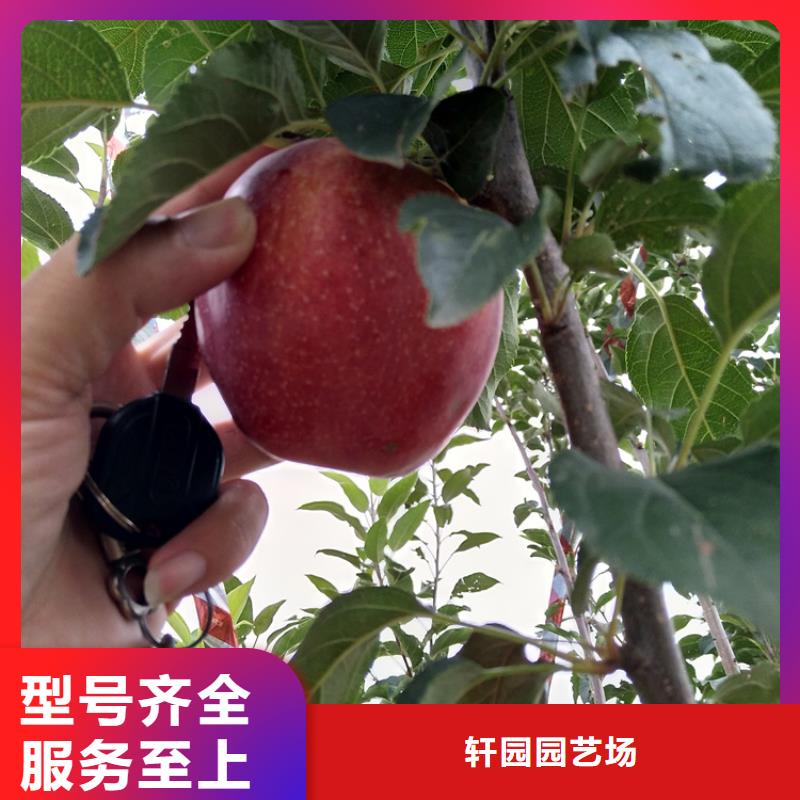 【苹果】玛瑙红石榴苗敢与同行比价格