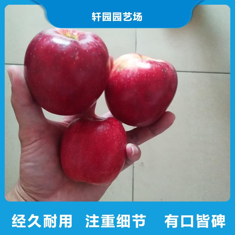 嫁接苹果树苗批发零售
