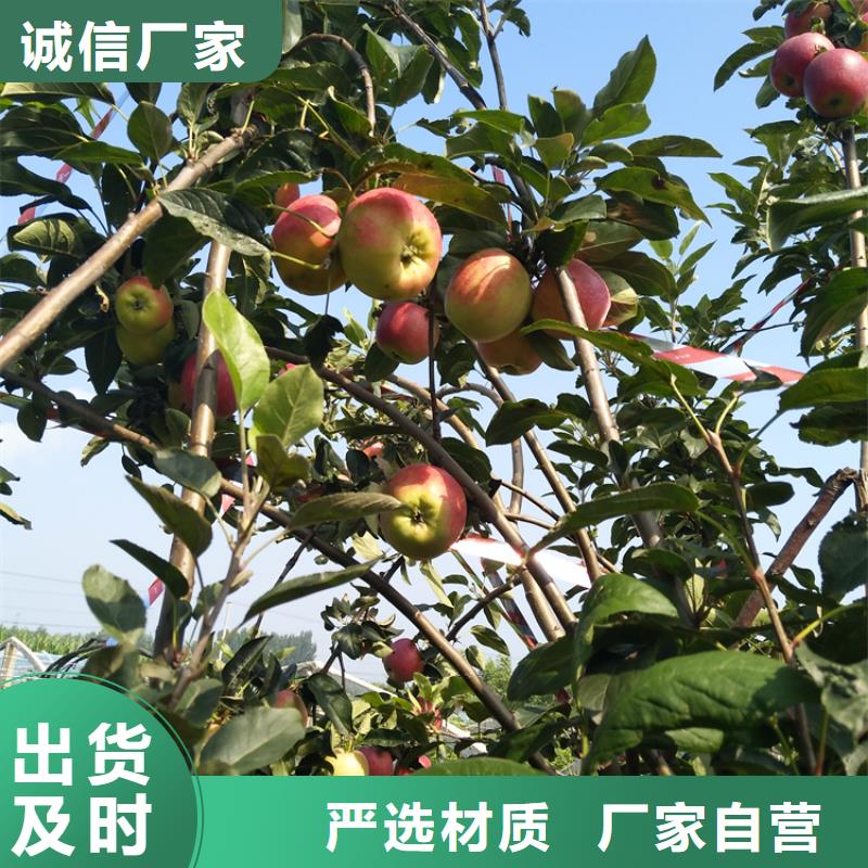 苹果樱桃苗厂家实力雄厚