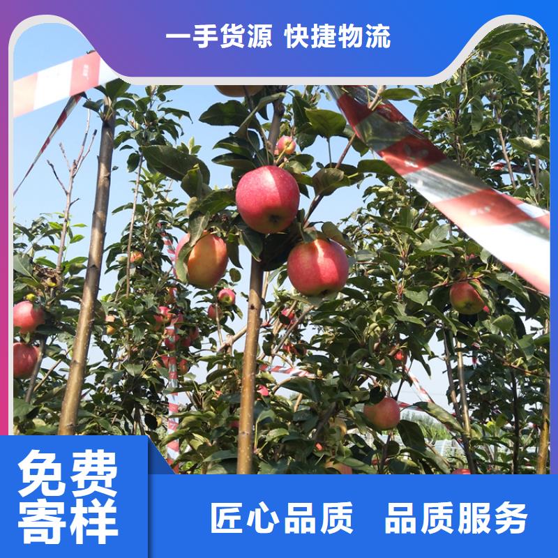 苹果-苹果苗精致工艺