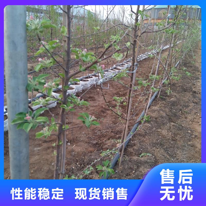 【苹果】玛瑙红石榴苗敢与同行比价格