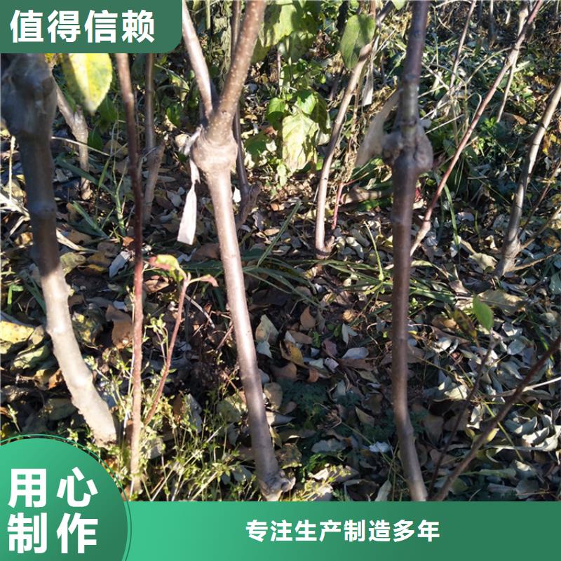 苹果樱桃苗产地直供