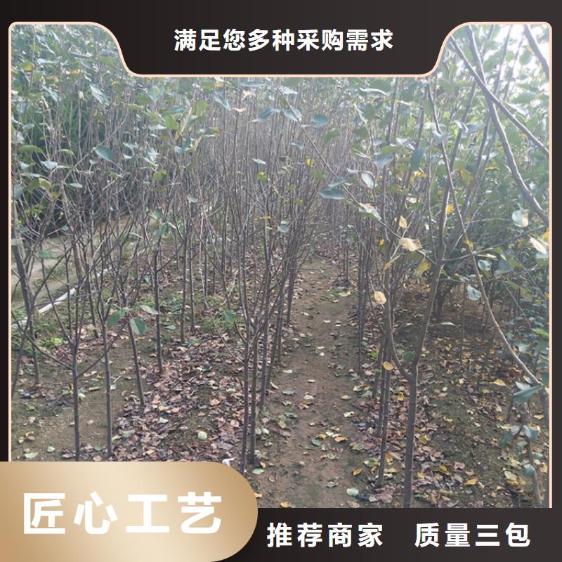 【苹果】玛瑙红石榴苗敢与同行比价格