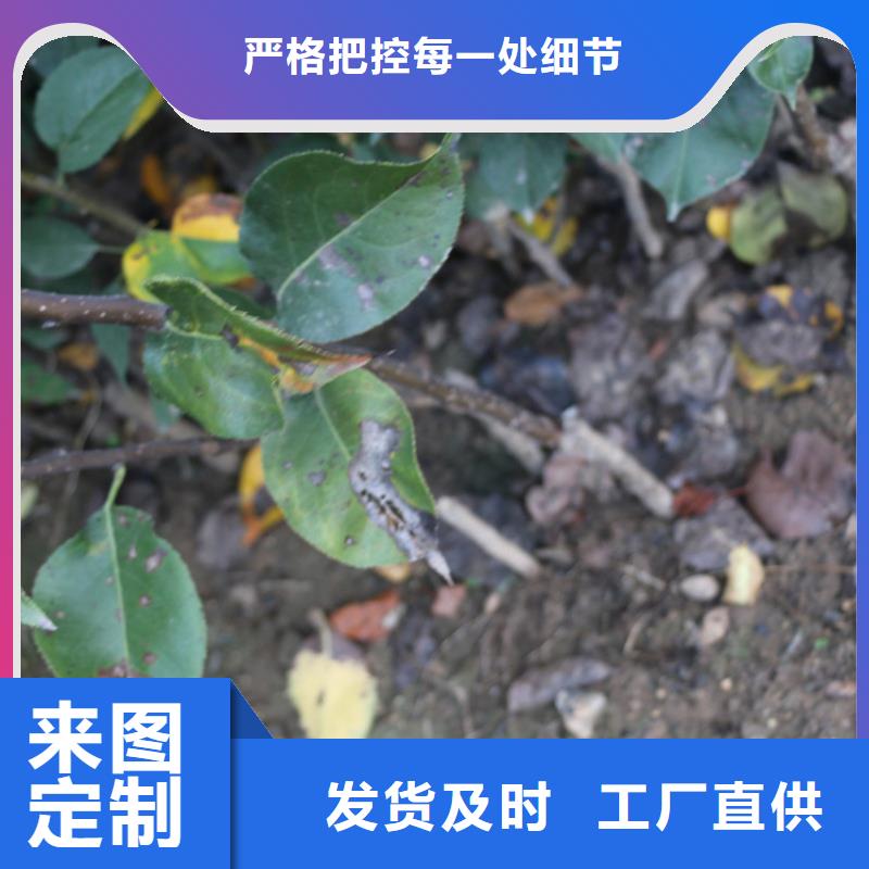 【苹果】玛瑙红石榴苗敢与同行比价格