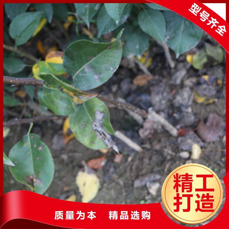 苹果樱桃苗厂家实力雄厚