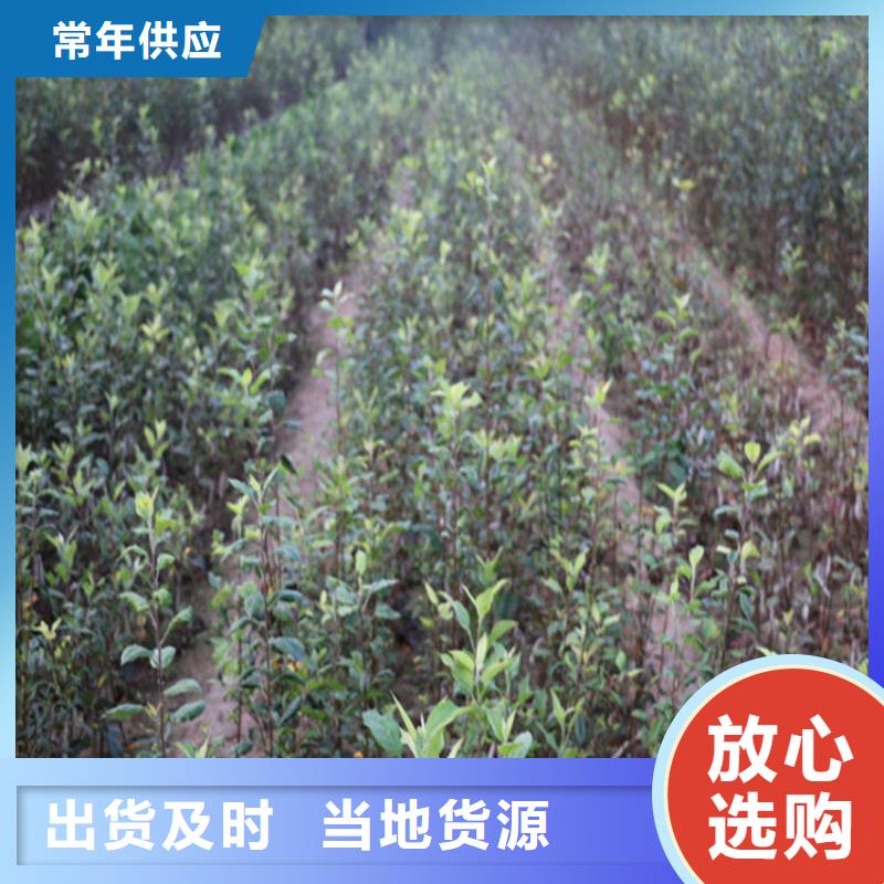 嫁接苹果树苗价格