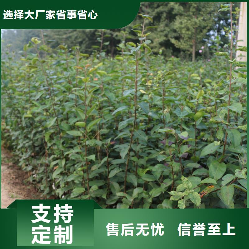 苹果-苹果苗精致工艺