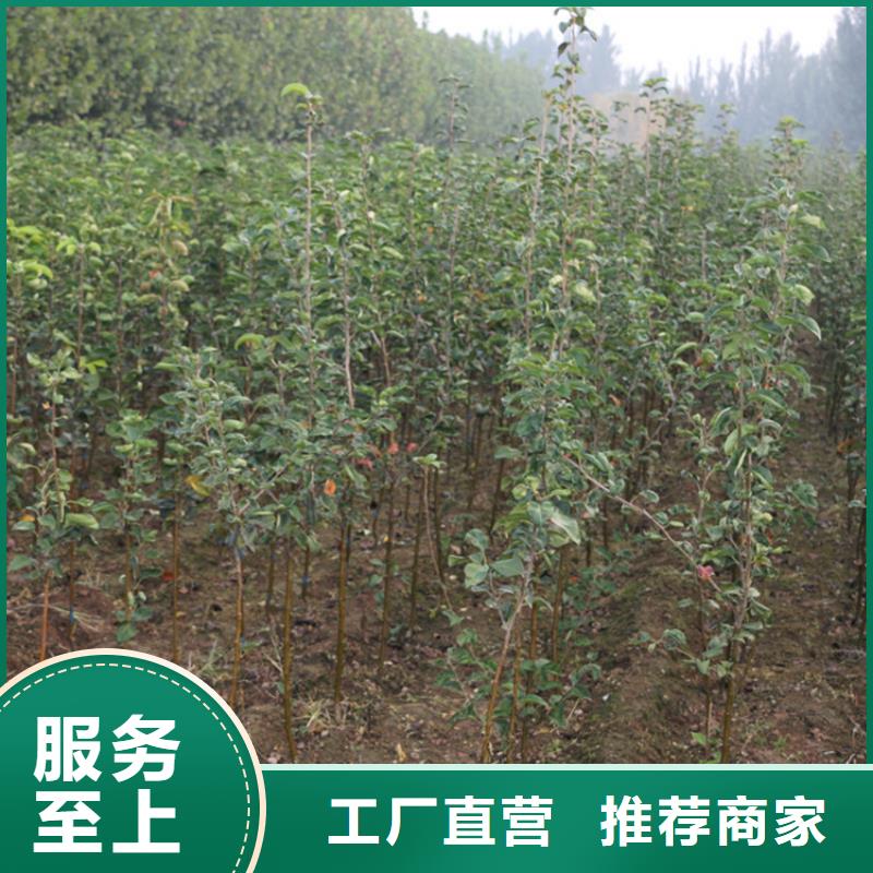 嫁接苹果树苗价格