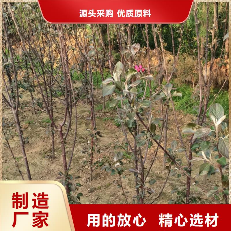 苹果-苹果苗精致工艺