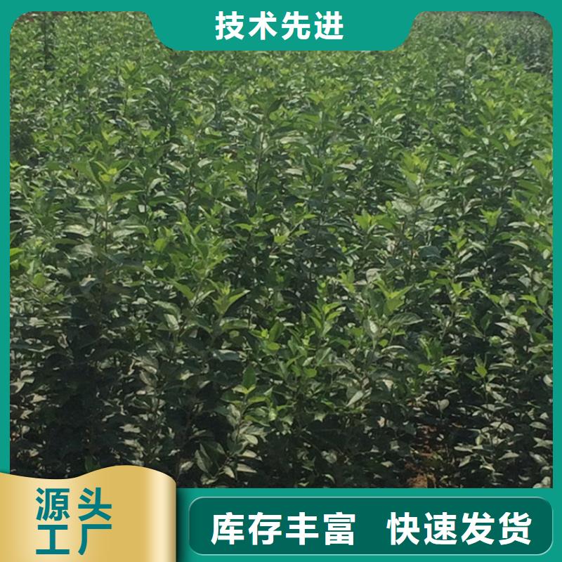 苹果樱桃苗好货直销