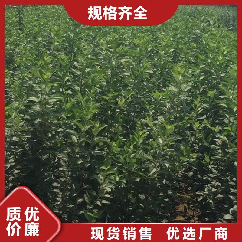 嫁接苹果树苗批发零售