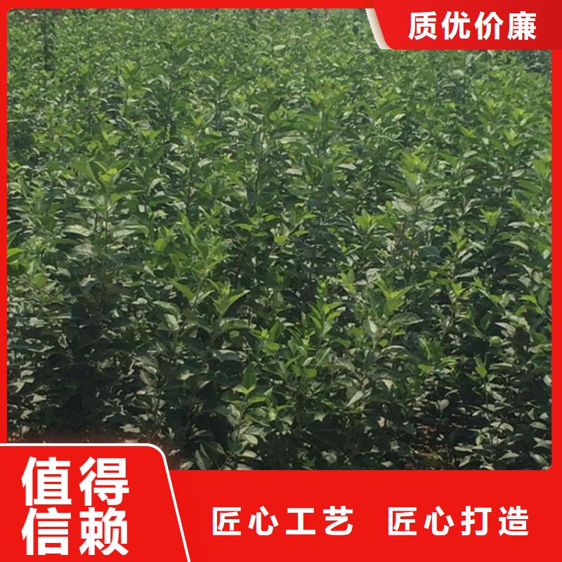 【苹果】玛瑙红石榴苗规格齐全
