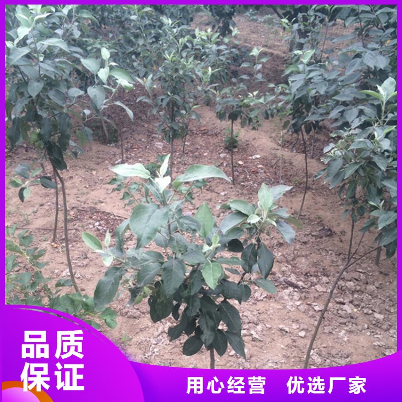 苹果樱桃苗厂家实力雄厚