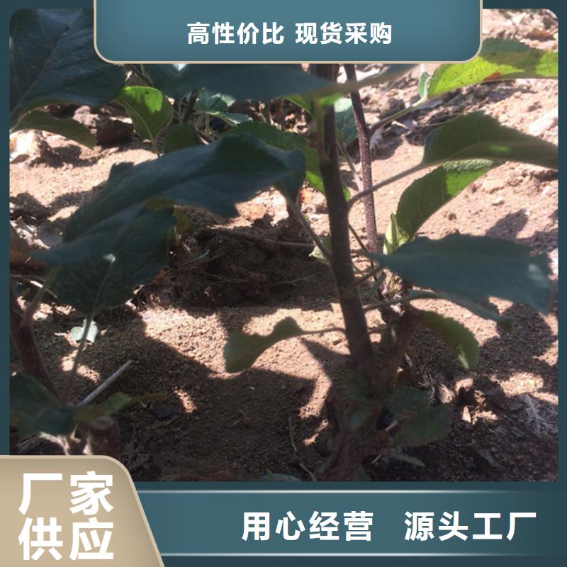 苹果草莓苗品质卓越