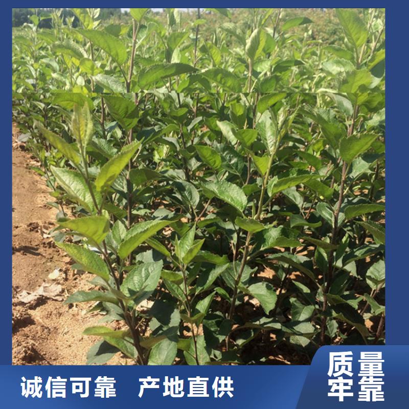 嫁接苹果树苗批发零售