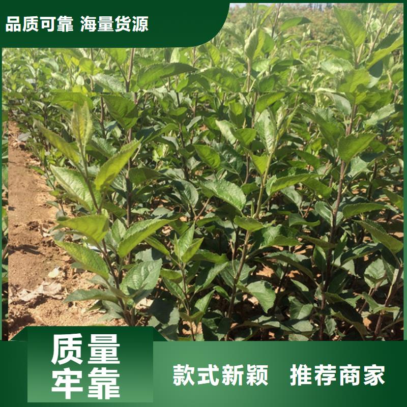 苹果樱桃苗好货直销