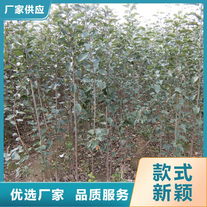 嫁接苹果树苗批发零售