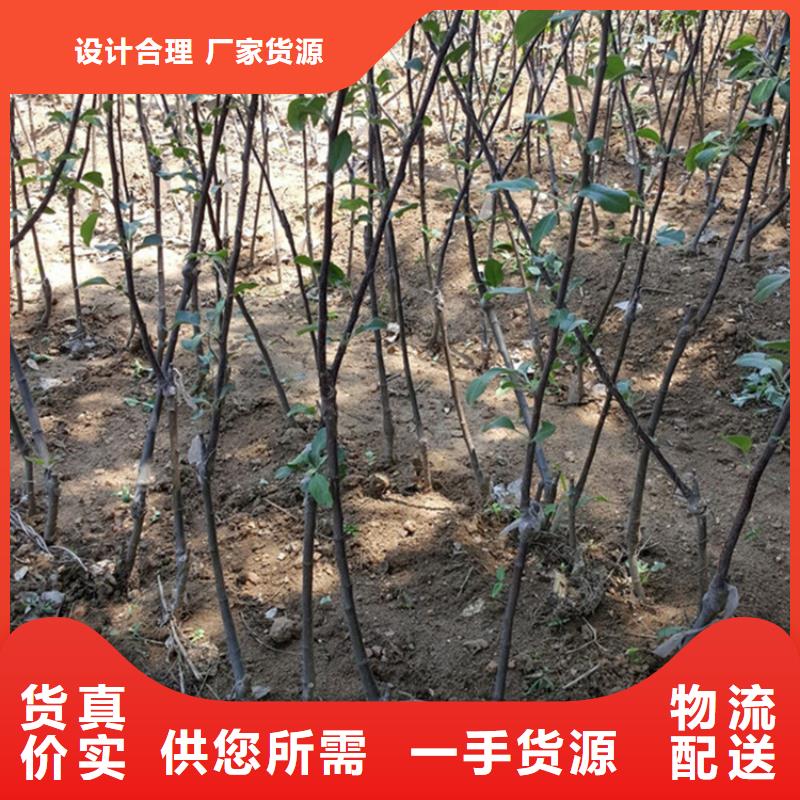 【苹果-樱桃苗支持定制】