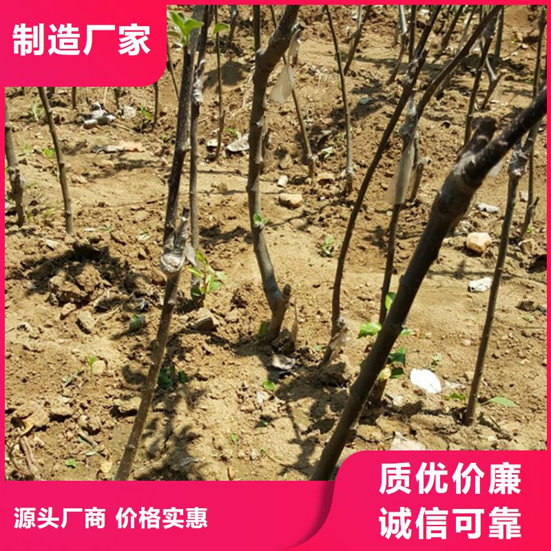 【苹果-樱桃苗支持定制】