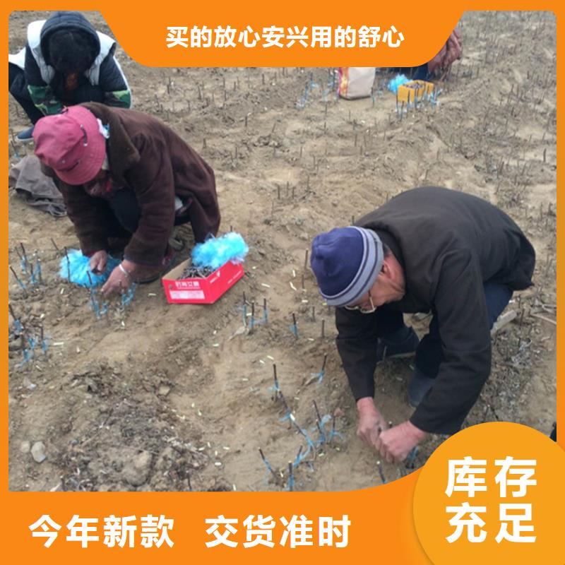 苹果樱桃苗好货直销