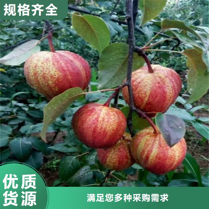 嫁接梨树苗采摘园