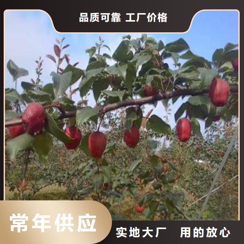 早酥红梨苗种植技术