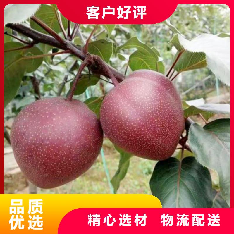 梨树猕猴桃苗厂家型号齐全
