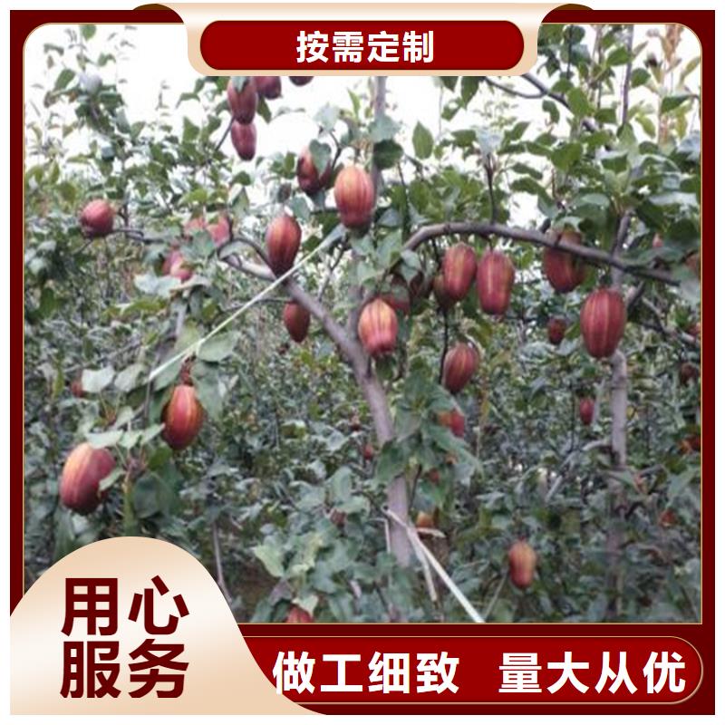 彩虹梨树苗怎么卖批发零售
