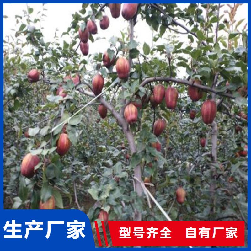 梨树猕猴桃苗厂家型号齐全