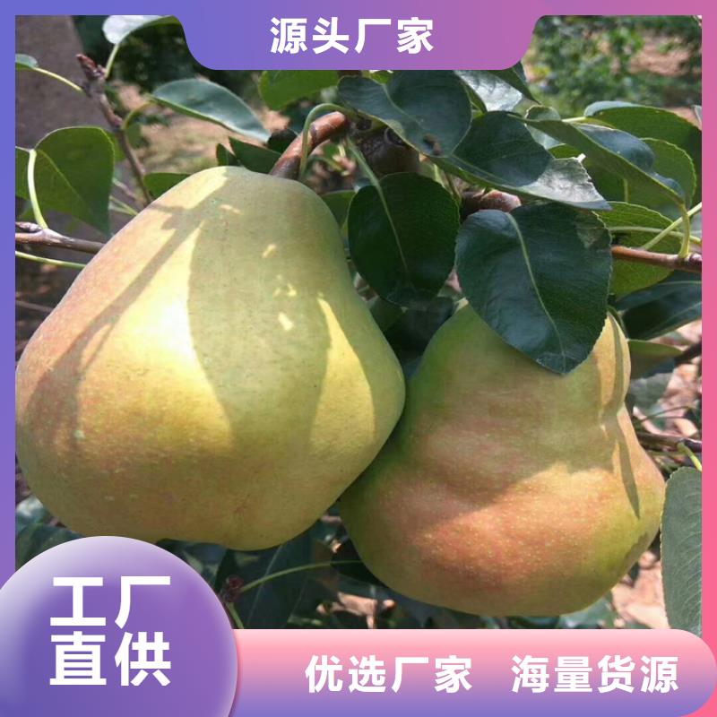 梨树-梨树苗欢迎来电咨询