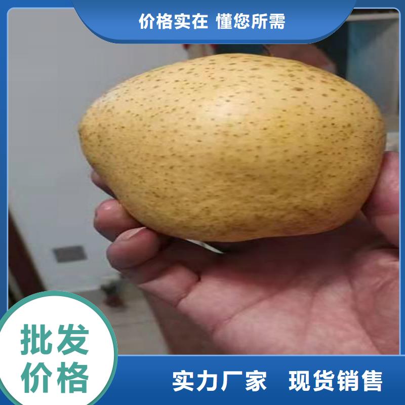 【梨树-【猕猴桃苗】现货批发】