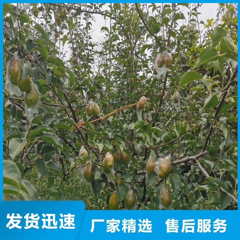 梨苗当年结果树