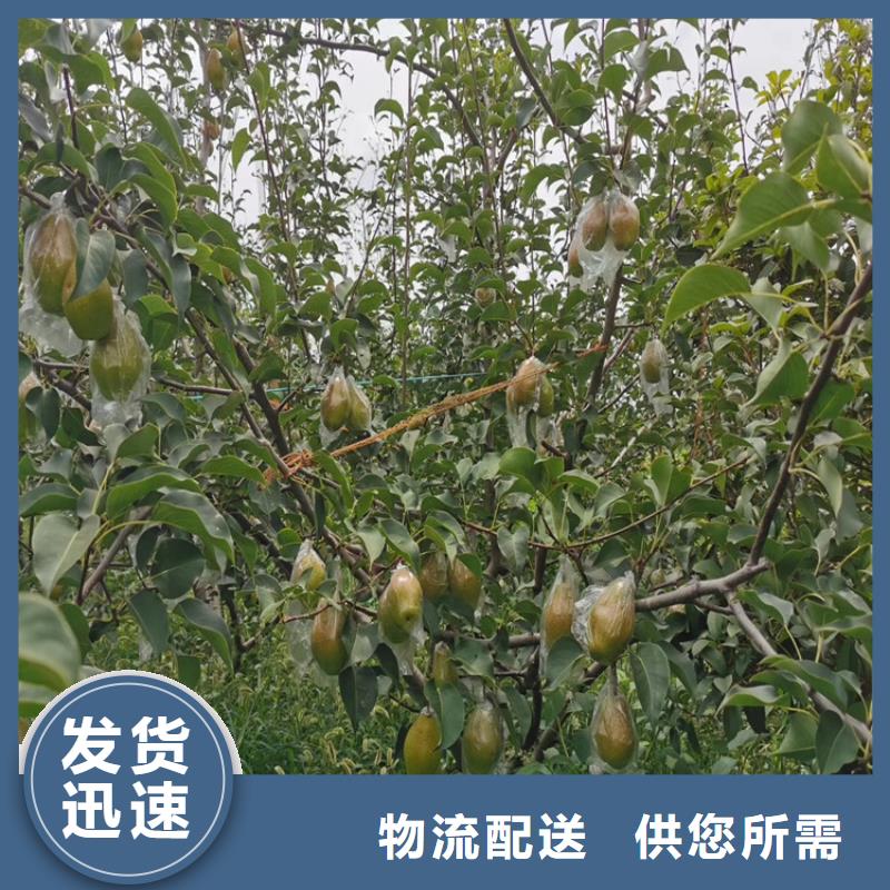 【梨树-【猕猴桃苗】现货批发】