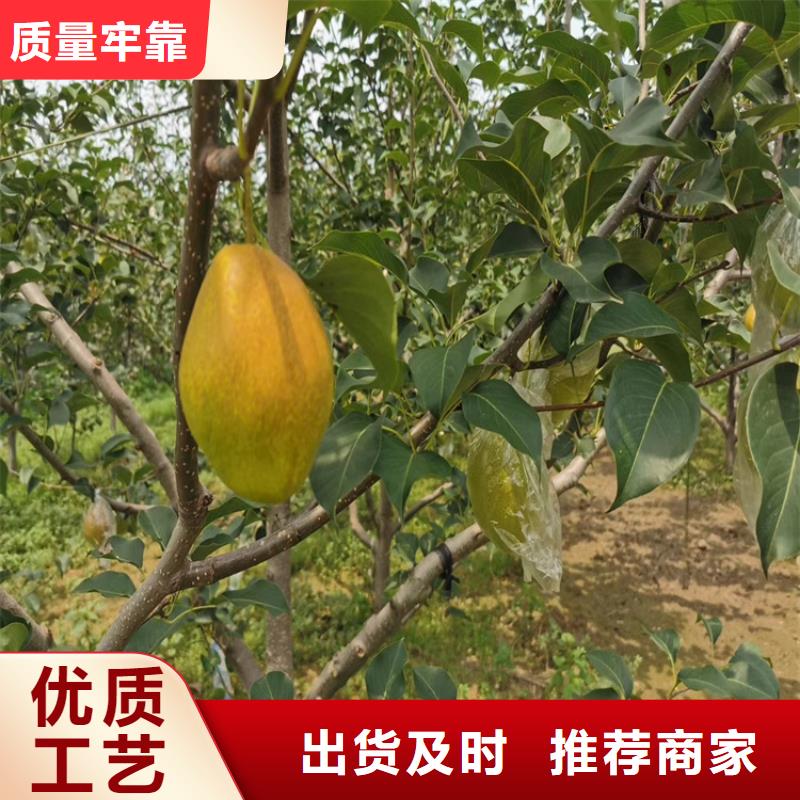 红梨苗怎么卖批发零售