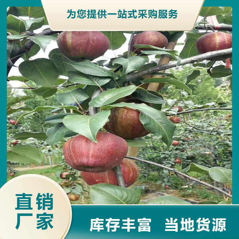 红梨树苗产量多少