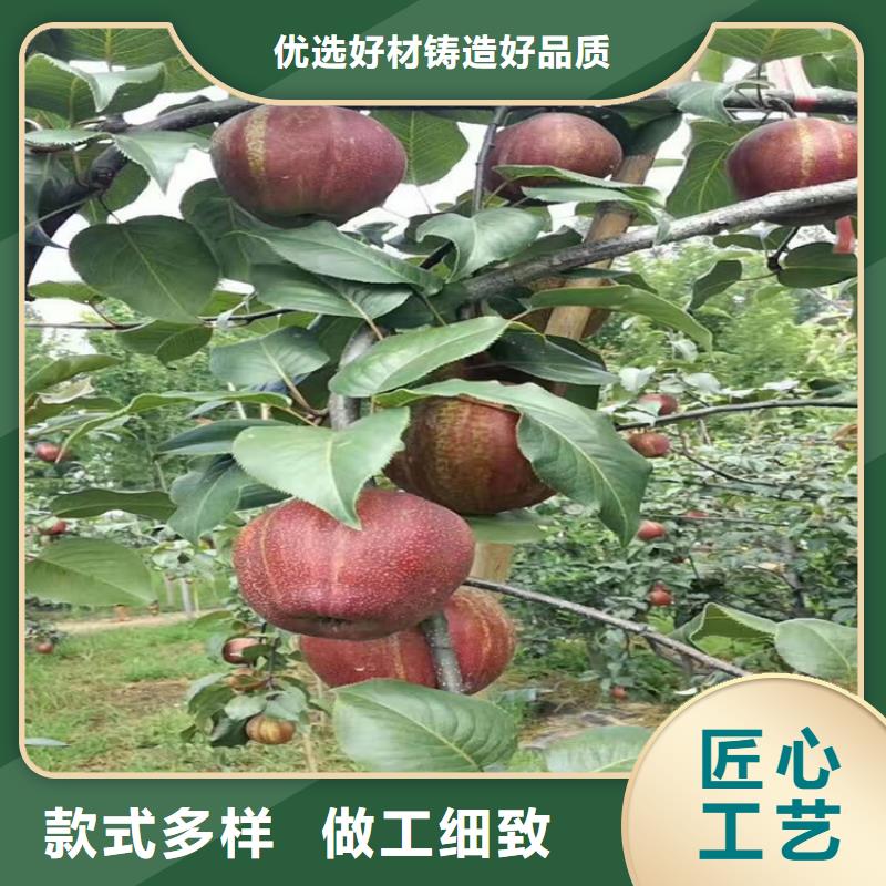 红梨树苗当年结果树
