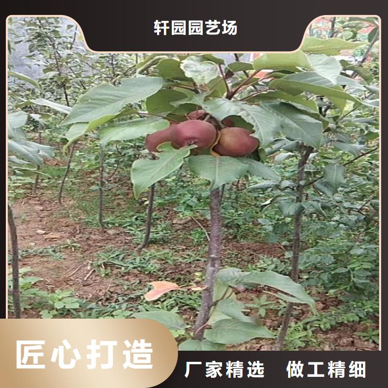红梨树苗适合种植地区
