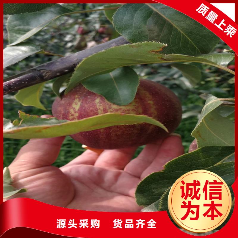 梨苗当年结果树