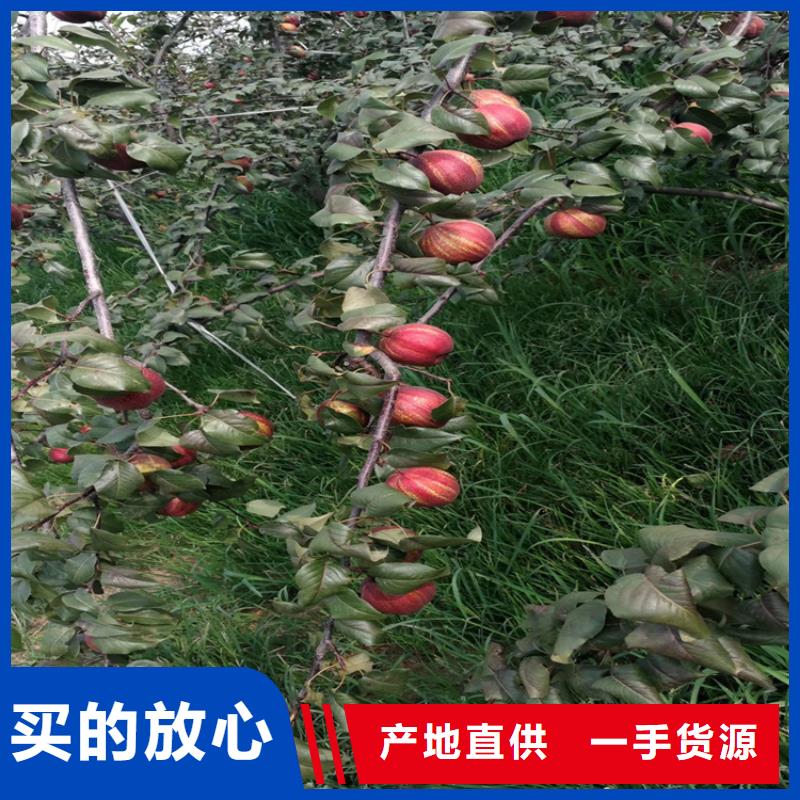 红梨树苗经济效益