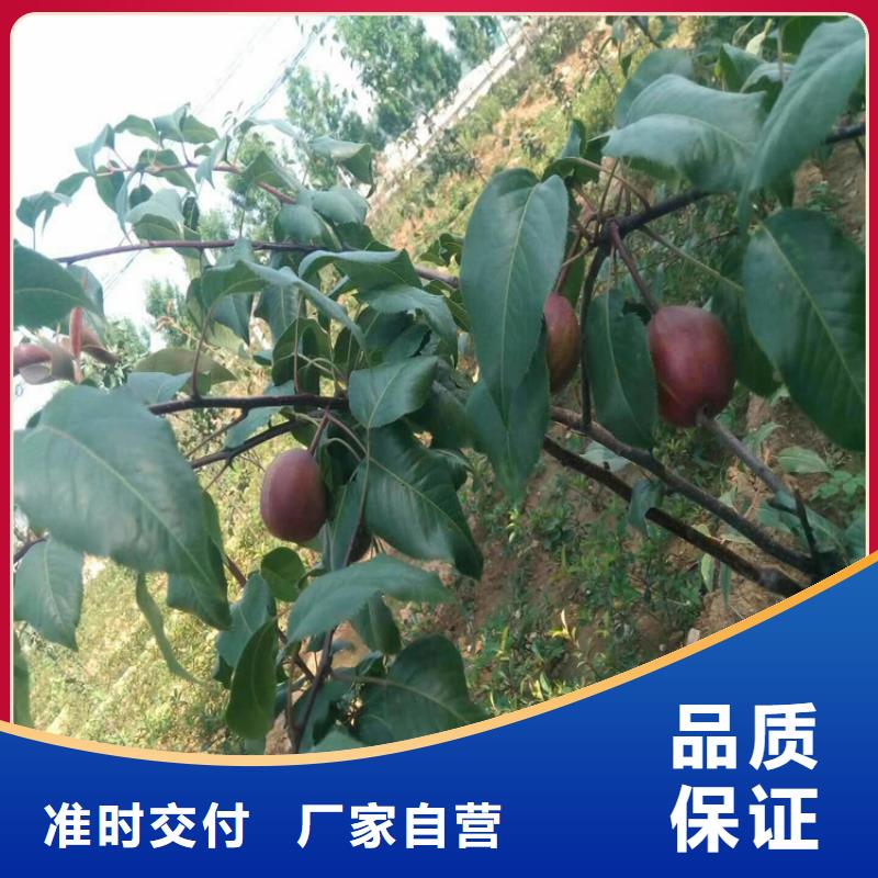 红梨树苗多少钱一棵