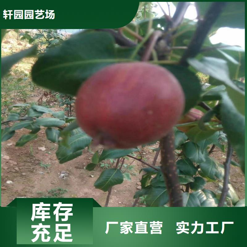 嫁接梨树苗采摘园