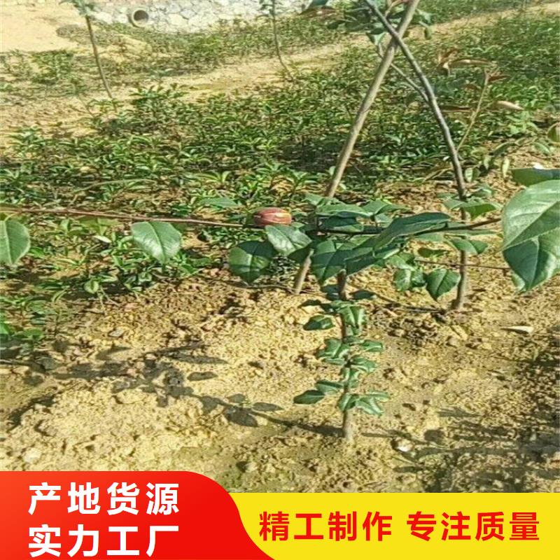 梨树-黄瓜苗用心制作