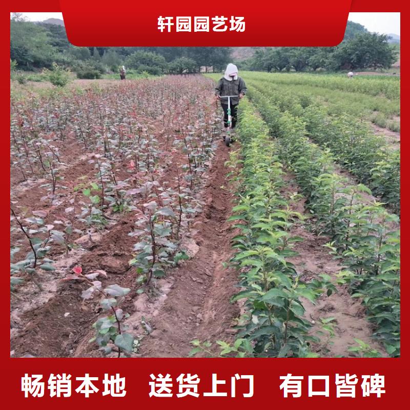 红梨树苗当年结果树