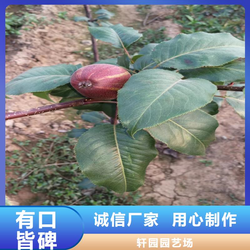 彩虹梨树苗当年结果树