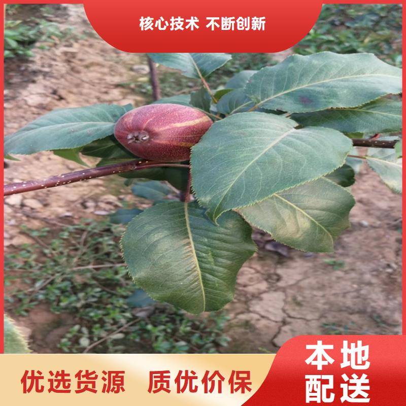 红梨树苗当年结果树