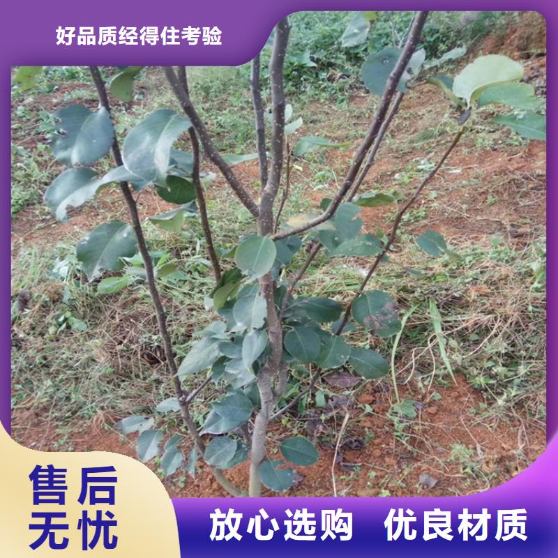 梨树-黄瓜苗用心制作