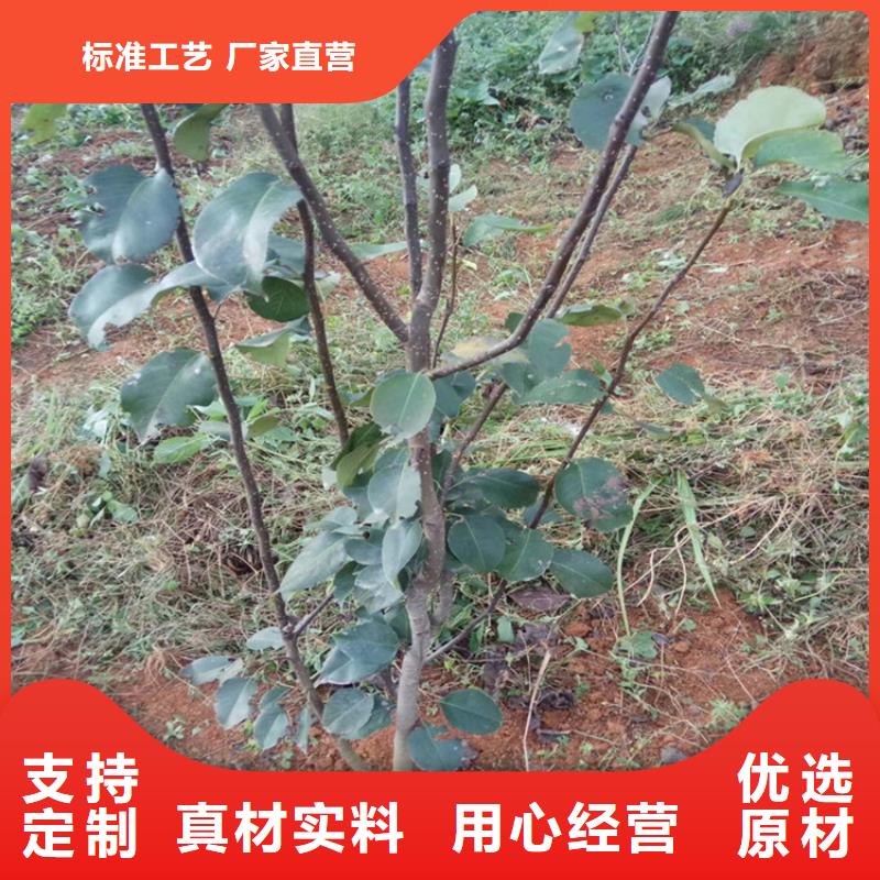 梨苗种植管理技术襄樊