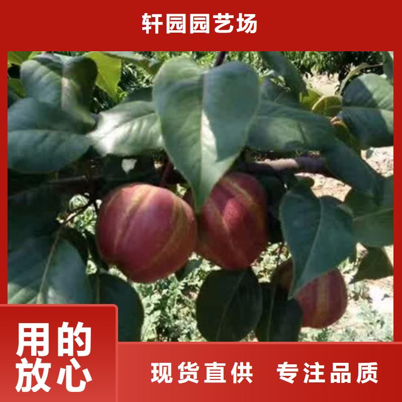 三红梨树苗一亩地多少棵