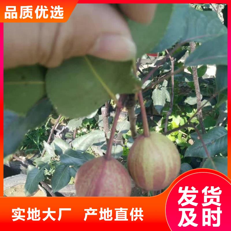 梨树花椒苗专心专注专业